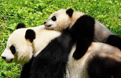 熊猫妈妈正在睡午觉, 饲养员把小奶熊放进来, 熊猫妈却掉头就跑 - 3