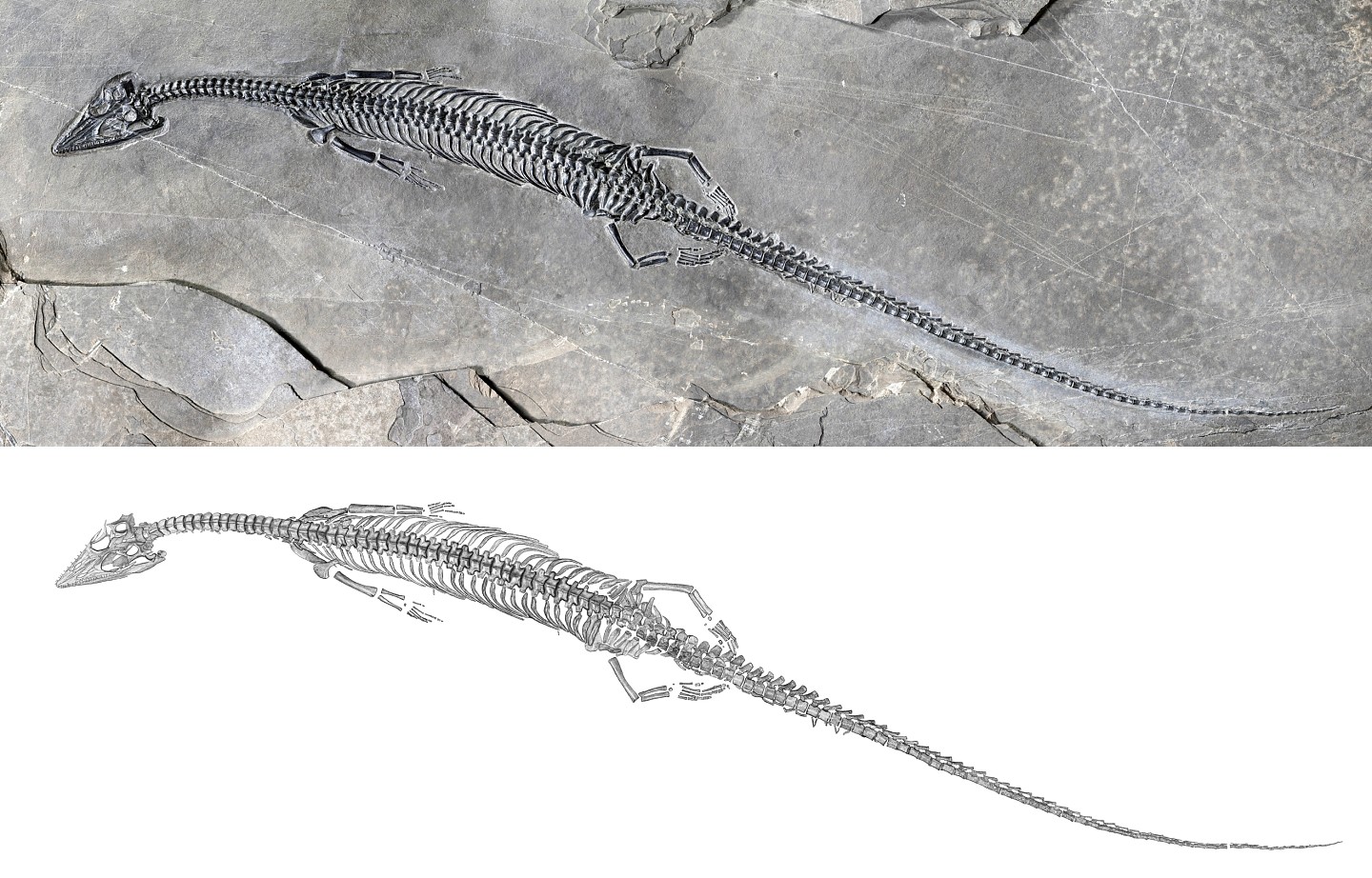 全球尾巴最长、中国最早的肿肋龙科化石首现云南 - 1