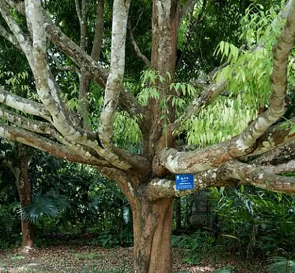 最重的木叫什么？树的特点是什么？ - 1