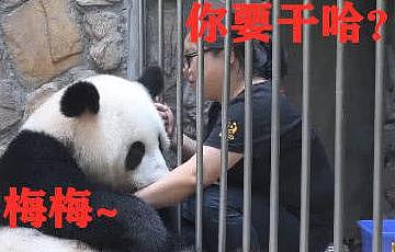 熊猫跟江左梅梅撒娇，画面让她直呼投降，网友：梅梅你也有今天！ - 2