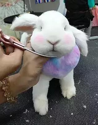 带兔子去宠物店剪毛，剪完都认不出来了，好萌啊 - 1