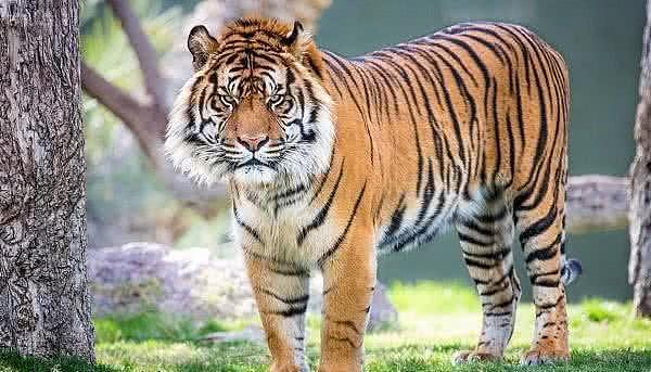 老虎称霸着丛林，而老虎和黑熊的一场厮杀，谁会是盘中餐呢？ - 1