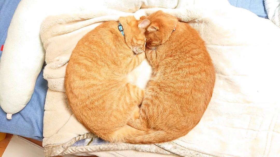 这对橘猫双胞胎必须要抱在一起才能睡着，也许这就叫做如胶似漆吧 - 9