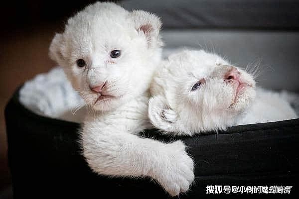 两只白狮从马戏团中救出，不久生出两只小白狮，活像两只拉布拉多 - 7