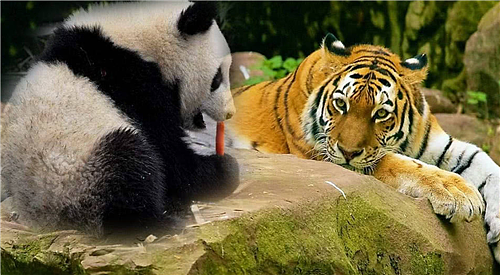 狮子与老虎为何宁愿饿死，也不敢去碰熊猫？看看熊猫在上古时叫啥 - 1