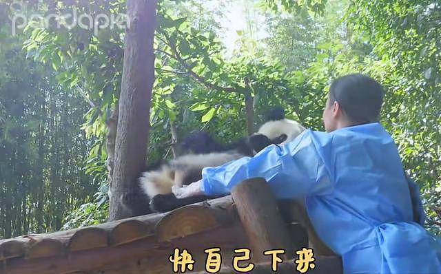熊猫犯懒不肯走路，非得要奶妈抱，网友：自己几百斤心里没数？ - 2