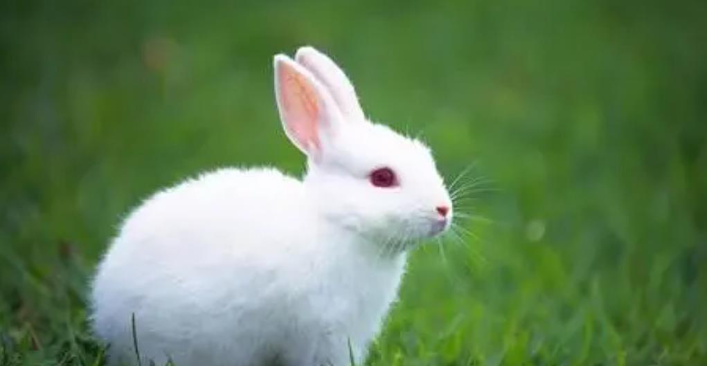 兔子吃了打了除草剂的草会不会危及生命？ - 3