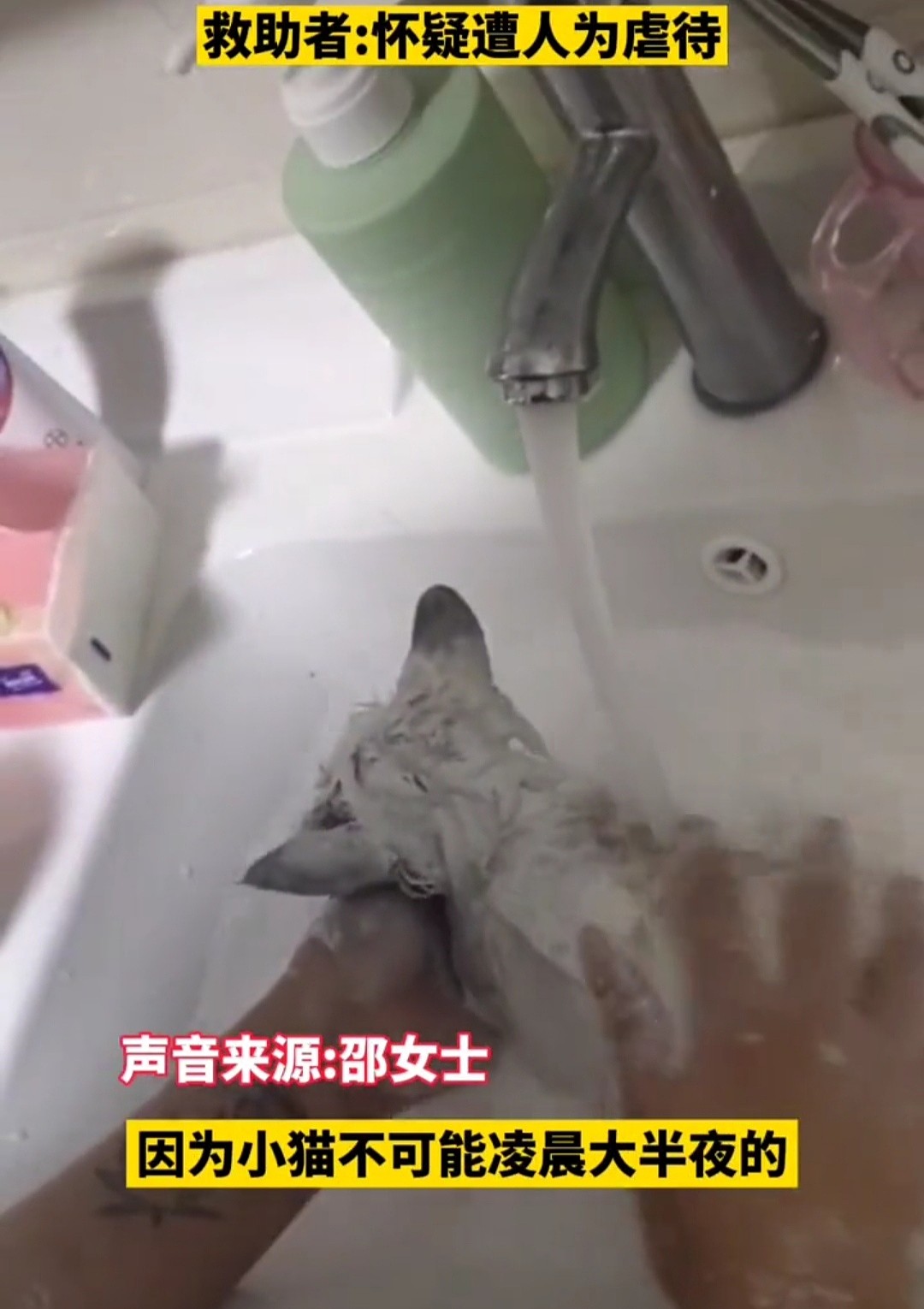 杭州：2个月的布偶猫被丢弃在垃圾站，身上涂满腻子，看得人心疼 - 2