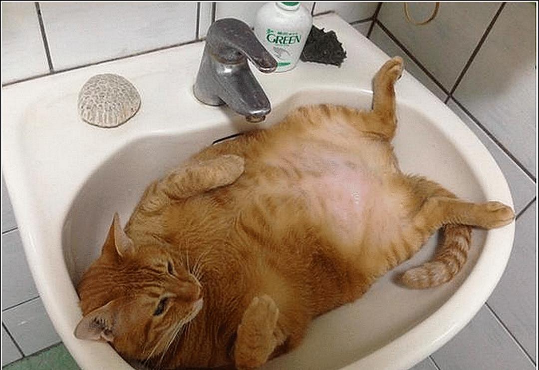 女主起床洗漱，发现橘猫躺在洗手池一动不动，看清后拍照发朋友圈 - 2
