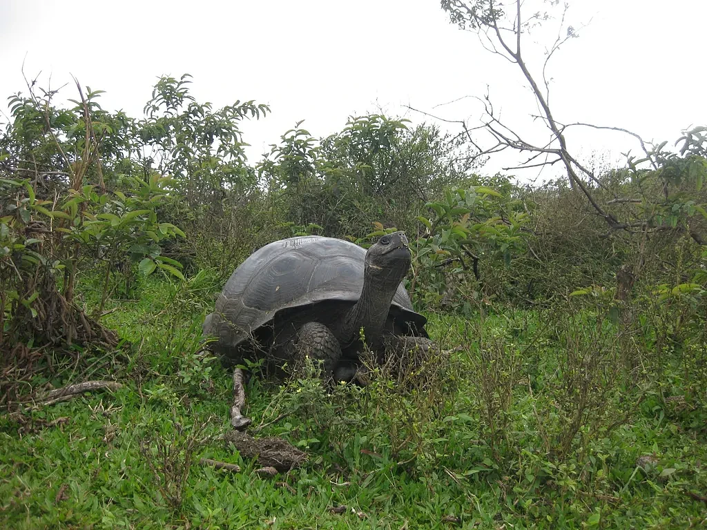 探究加拉帕戈斯巨龟长寿之谜 或和大量重复基因有关 - 3