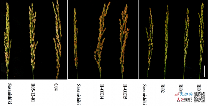 水稻育种新突破 江西科研人员成功克隆出野生稻耐高温基因 - 1