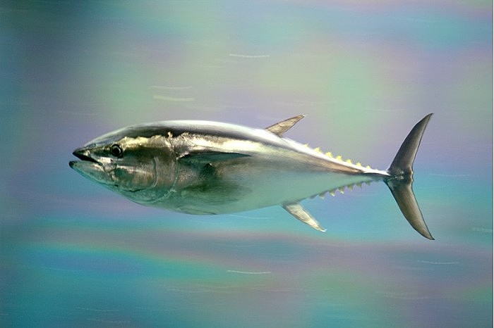 800px-Pacific_bluefin_tuna.jpg