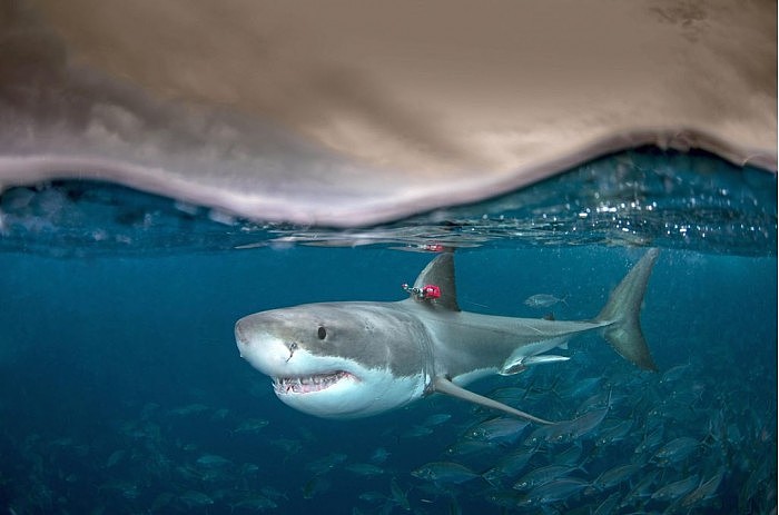 为何白鲨等一些鱼类是温血的?可以游得更快 - 2