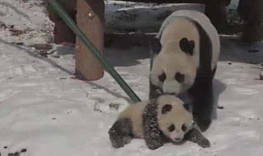 熊猫宝宝犯错误后，被扔到雪堆中受罚，没一会熊猫妈妈就后悔了 - 1
