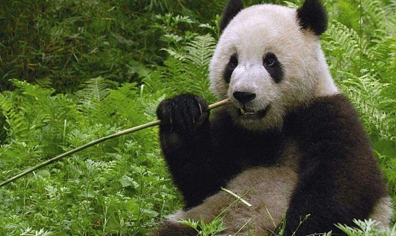 这只熊猫6次假怀孕，原因让痴狂的英国人崩溃：抱“孙子”无望了 - 2