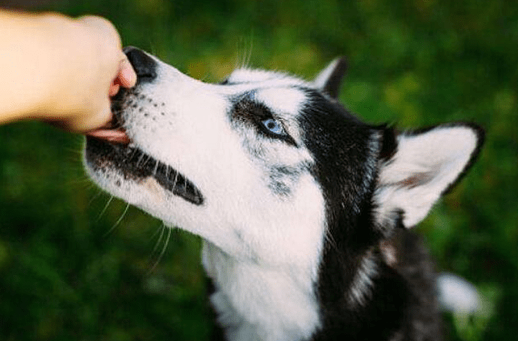 关注爱犬：宠物狗身上的寄生虫 狗狗驱虫要了解什么？ - 4