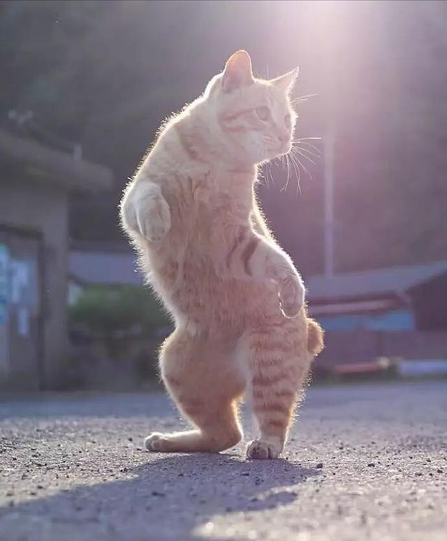 奶奶捡了一只橘猫, 经常带着它去跳广场舞, 1个月后橘猫已然是“村中舞王”! - 4