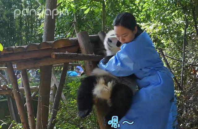 熊猫犯懒不肯走路，非得要奶妈抱，网友：自己几百斤心里没数？ - 7