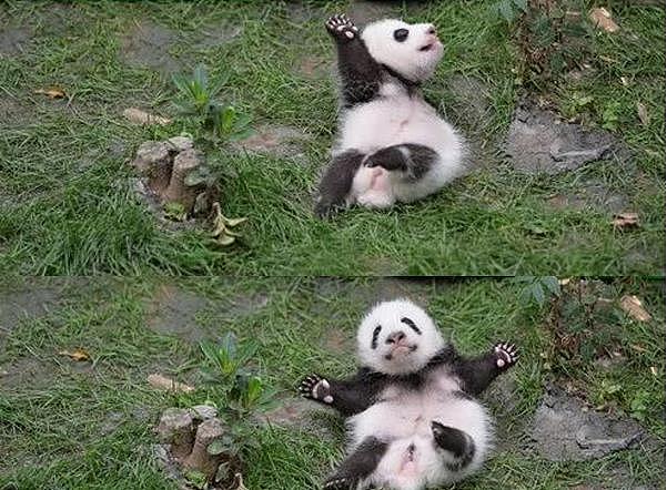 熊猫爬树逃跑，摔下来不会有事吗？网友：熊猫可能是故意摔的 - 5