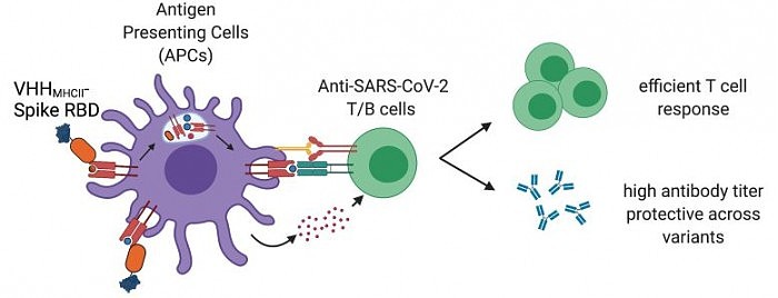 Protein-Based-SARS-CoV-2-Vaccine-777x298.jpg