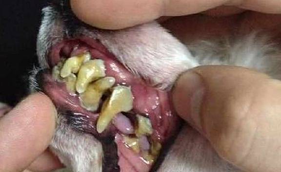 狗狗也会长牙结石，洗牙不是唯一的方法，花小钱在家也能治愈 - 1