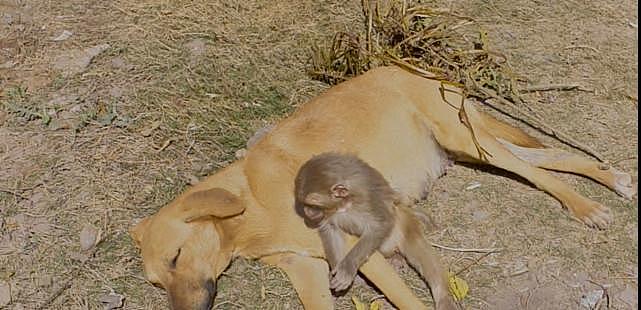 印度村庄将破坏庄稼的猴子们毒死，幸存的小猴却被怀孕的母狗收养 - 5