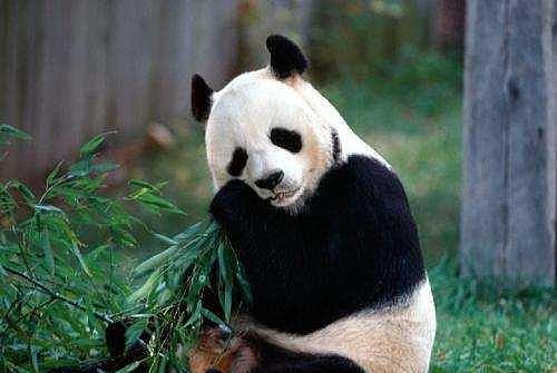 不要随便吓唬小熊猫，因为它会卖萌 - 3