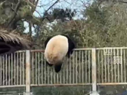 可爱！大熊猫爬墙越狱撞脸成都网红熊猫 - 1