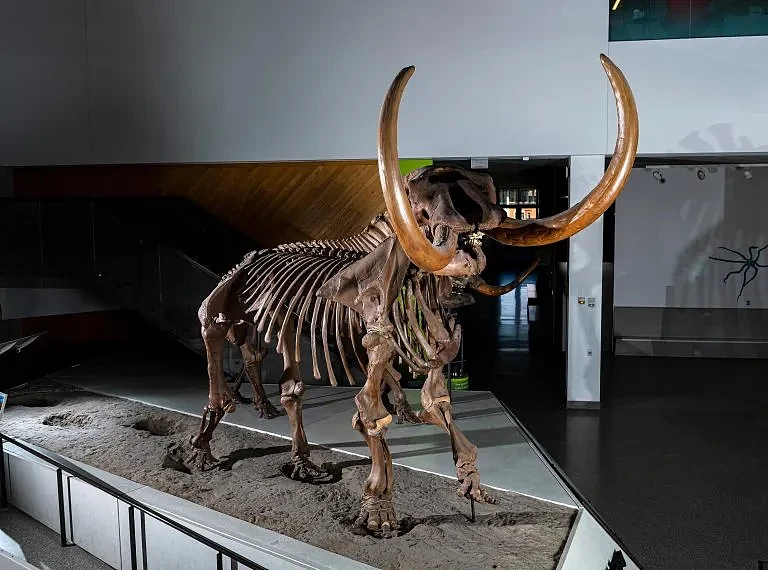 Buesching-Mastodon-Mounted-Skeleton-768x570.webp