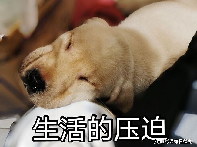 柴犬将小主人带到2岁，女主人又生了一胎，狗子都要累坏了！ - 8