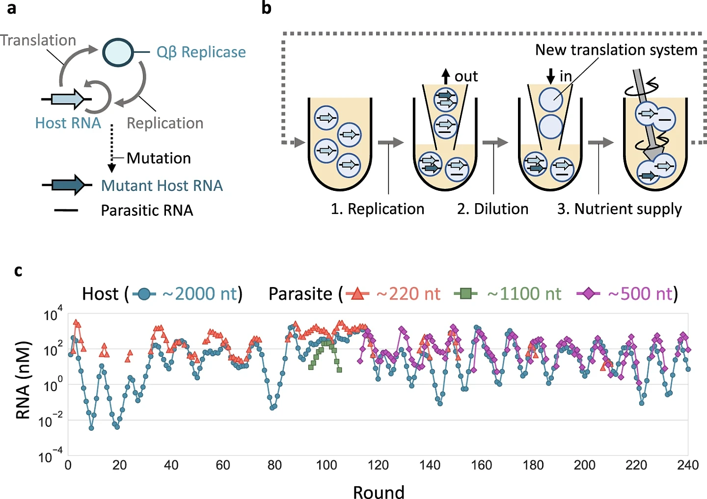 RNA“进化”突破为生命起源带来了新的线索 - 2