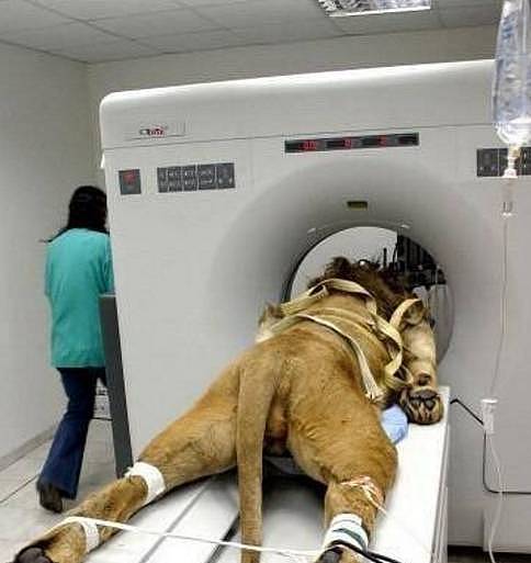 同样做CT检查，狮子太大躺不下，仓鼠太小，只能用胶带固定四肢 - 2