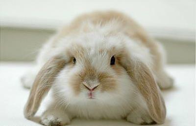 适合家养的宠物兔，你都知道名字吗，超软萌的垂耳兔你爱了吗 - 5