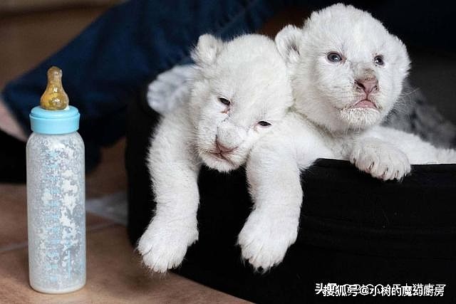 两只白狮从马戏团中救出，不久生出两只小白狮，活像两只拉布拉多 - 6
