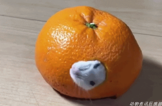 仓鼠躲在橘子里, 铲屎官以为橘子发霉差点扔掉 - 4