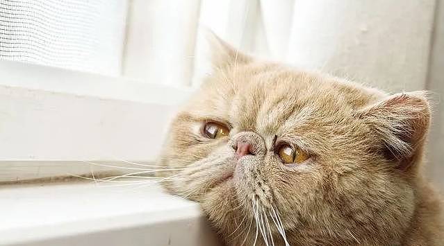 扁脸猫憨态可掬的长相，竟会导致其慢性疾病的漏诊 - 9