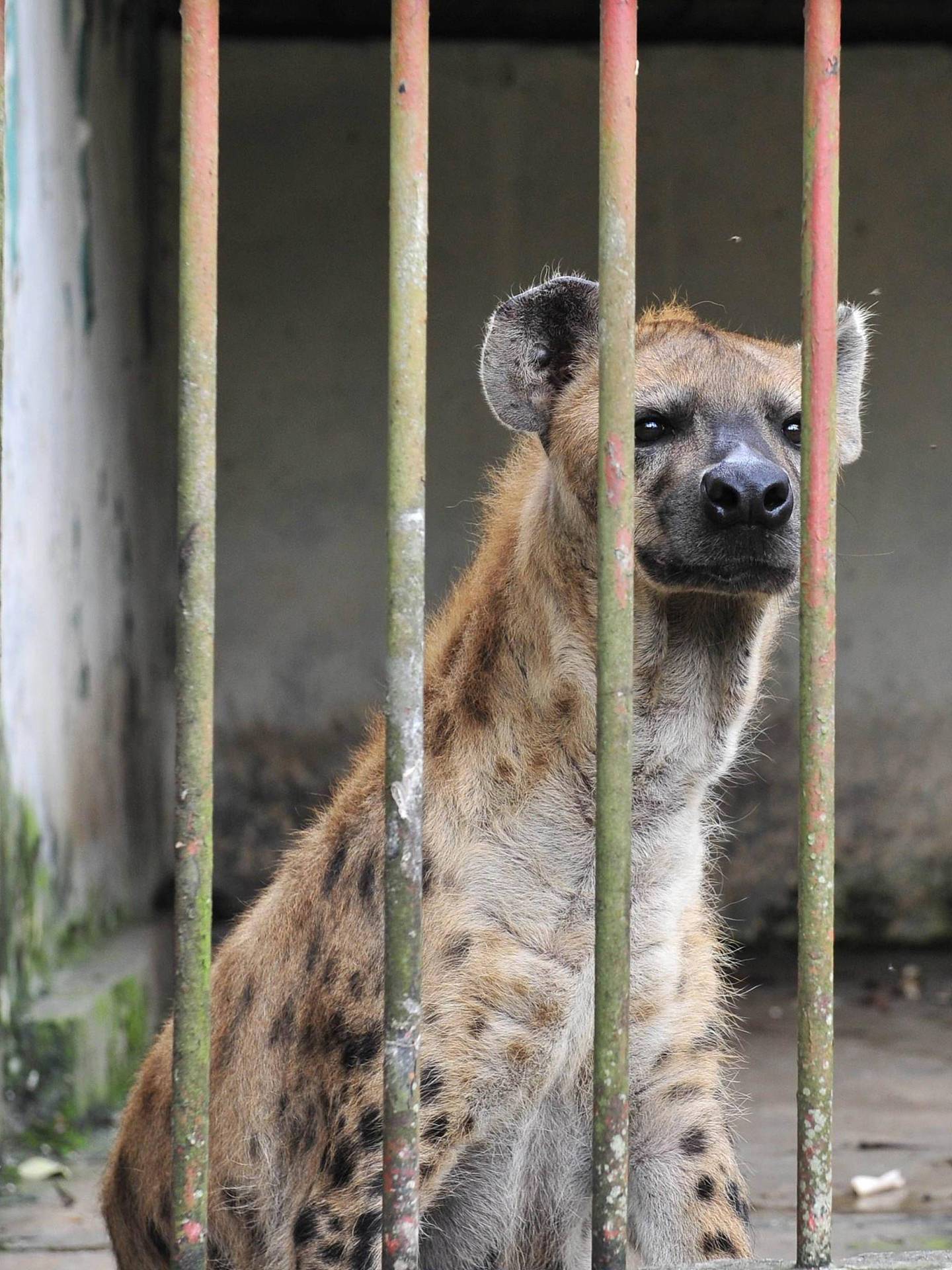 美国动物园2只鬣狗感染新冠！出现流鼻涕、咳嗽症状 - 1