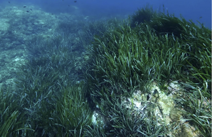 研究人员在海洋中海草草甸下发现了堆积如山的糖分 - 1
