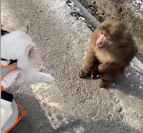 四川女子带猫出门遇小猴子，随后猴子一个举动让网友表示“有爱” - 1