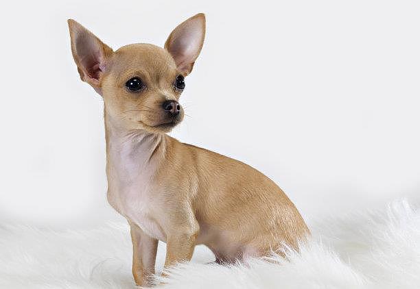 世界上最小的狗品种，吉娃娃只有9.65公分高重500公克 - 3