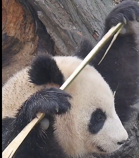 到动物园看熊猫，还能看到铁头功表演，网友却有话说！ - 2