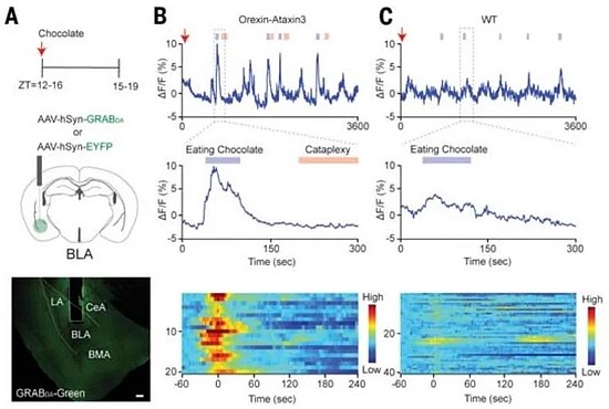 沉迷做梦？最新《科学》找到了进入梦乡的“钥匙” - 3