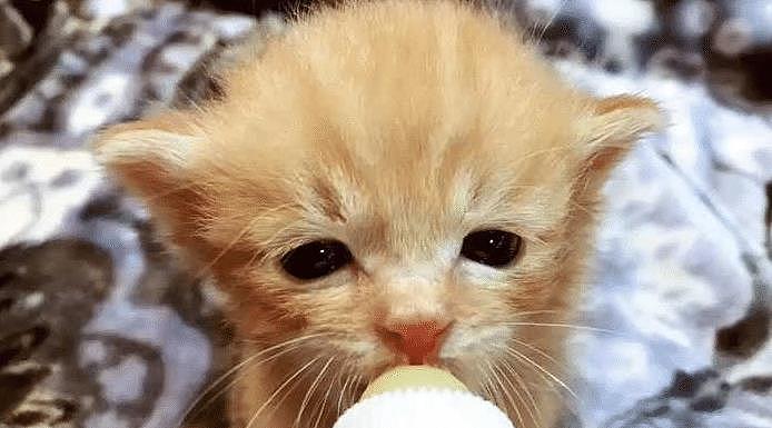 喂养小奶猫时，很多食物不能喂，不然会造成小猫胃肠道消化负担 - 4