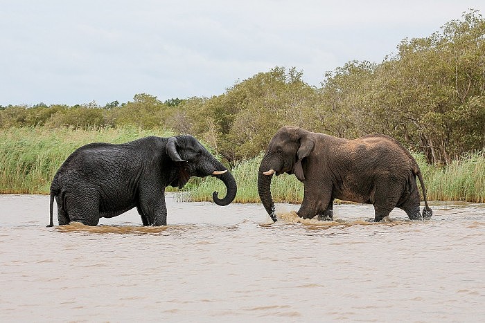 African_elephants,_Lake_St_Lucia_05.jpg