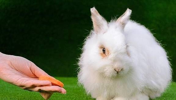 兔子磨牙主要靠吃草，磨牙石是种概念，某些成分和磨脚石并无不同 - 1