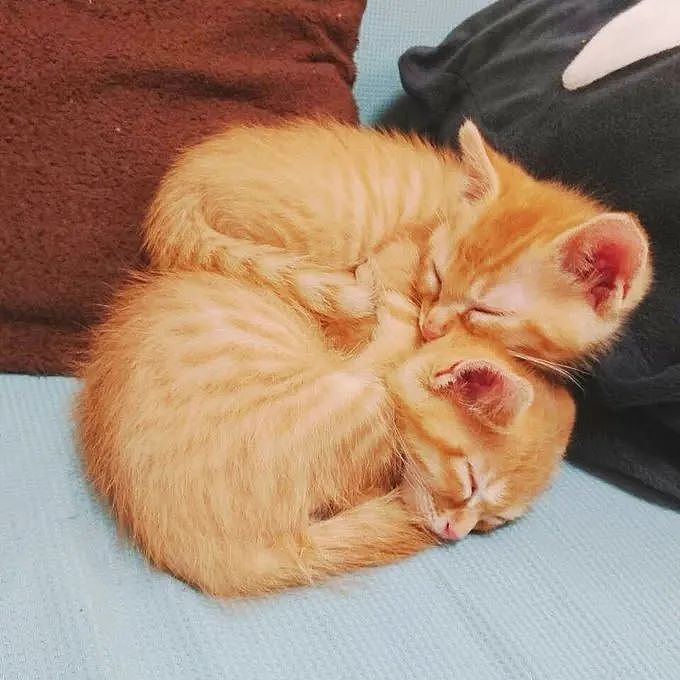 这对橘猫双胞胎必须要抱在一起才能睡着，也许这就叫做如胶似漆吧 - 2