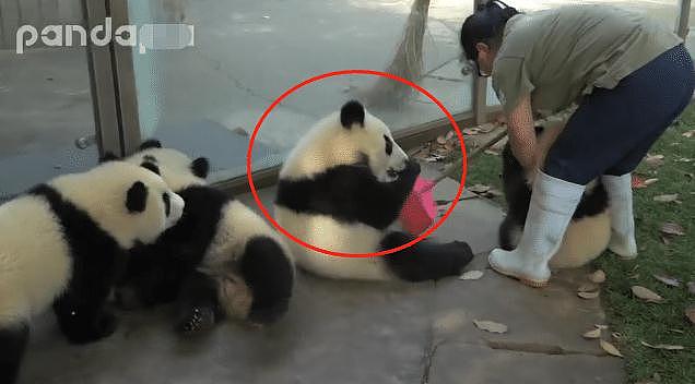 熊猫抢走饲养员扫把，还躲进枯叶里不出来，萌化网友们的心 - 3