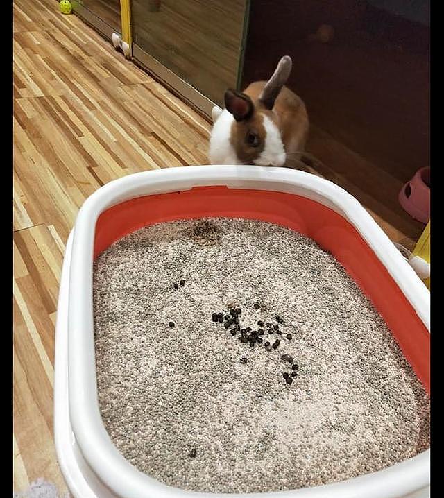 兔子在猫砂盆里上厕所，猫咪看见后一脸疑惑：这是新款的猫粮吗？ - 2