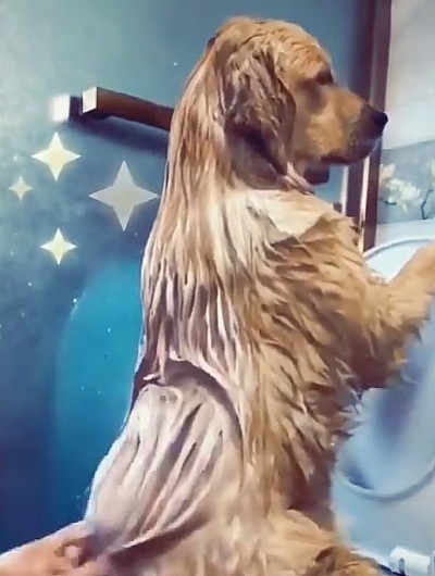 金毛要求洗澡有新待遇，主人决定这样操办，狗：哎呦，还不错哦！ - 2
