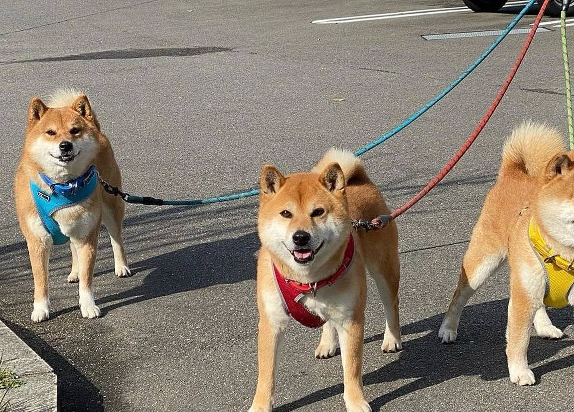 日本网友家的三只柴犬，因为晒照呆萌又可爱，走红了朋友圈 - 7